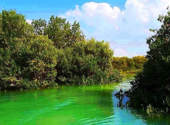 غابات المانغروف